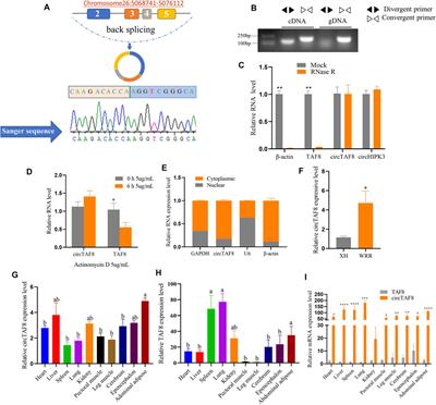 circTAF8 Regulates Myoblast Development and Associated Carcass Traits in Chicken